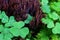 Close-up of conifer forest floor plants, clover and fungus