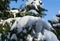 Close-up of coniferous tree Picea omorika or Serbian spruce  covered white fluffy snow. Nature concept for magic theme to New Year