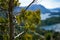 A close up on coniferous tree with the picturesque landscape of blue water lakes