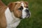 Close-up of a continental bulldog puppy