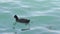 Close up of a coot in a body of water