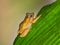 Close up of coqui frog on a green leaf