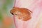 Close up of coqui frog on a pink leaf