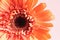 Close up of a Coral Colored Gerbera Daisy