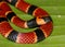 Close up of Coral Snake, Micrurus alleni