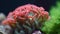 a close up of a coral and some algae in a tank with water and rocks in the background and a green plant in the foreground