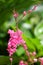 The close up of Coral Vine or Antigonon leptopus Hook flower