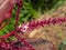 Close up Cordyline fruticosa Flowers Isolated on Nature Background