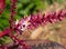 Close up Cordyline fruticosa Flowers Isolated on Nature Background
