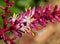 Close up Cordyline fruticosa Flowers Isolated on Nature Background