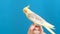 Close-up of a Corella parrot sitting on a finger against a blue background. Tropical bird
