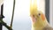 Close-up of a Corella parrot sitting on a tree branch. Tropical bird. Yellow parrot