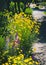 Close up of a coreopsis pubescens called star tickseed and delphinium.