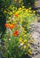 Close up of a coreopsis pubescens called star tickseed and delphinium.