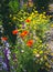 Close up of a coreopsis pubescens called star tickseed and delphinium.