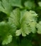 Close up coriander