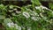 close up coriander (cilantro) flower.