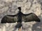 Close-up of a cormorant bird