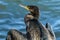 Close up of a Cormorant bird sitting in sunlight drying its wings