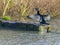 A close up of a Cormorant stretching its wings on Thornton Reservoir, UK