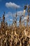 Close-up of corn field