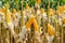 Close up corn field on crop plant for harvesting