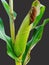 Close - up corn fruit on isolated black background