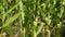 Close up corn growing in the field in summer, swaying in the breeze. Slow motion.