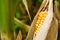 close up corn pods on the tree with harvest