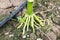 Close up of corn root in the field