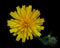 Close up of Corn sow thistle or Field sowthistle Sonchus arvensis L. flowers, top view