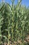 Close up of corn stalks with ears of corn maize, zea mays which are almost mature and have corn silk sticking out of them