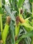 Close-up corncobs with cornsilks in cornfield in August