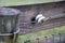 Close-up of corner post and board with wire-wrapped porcelain donut insulator for electric fence.