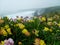 Close up of Cornish Wildflowers above Bedruthan steps, Cornwall.