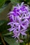 Close up the corollas of Blue Petrea or Purple wreath (Petrea volubilis) selective focus.