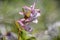 Close up of Corydalis bulbosa flower , against blurry background.