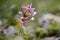 Close up of Corydalis bulbosa flower , against blurry background.