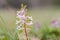 Close up of Corydalis bulbosa flower , against blurry background.