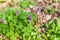 close up of corydalis flower in frankfurt, germany