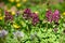 Close up of Corydalis solida (Purple Bird) flower in spring