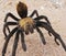 A Close Up Costa Rican, also known as Desert, Tarantula