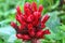 close up of costus barbatus