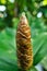 Close-up of Costus pulverulentus