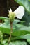 Close up costus speciousus flower