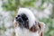 Close up of a Cotton-Top Tamarin monkey