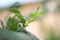 Close up Cottonwood Leaves Shallow Depth of Field