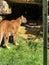 Close up of cougar at zoo