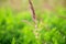 Close up of countryside grass