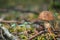 Close up of a couple brown mushrooms on wild forest background with grass, moss and sticks